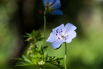 Blue flower