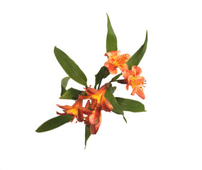 Alstroemeria on a white isolated background. Top view