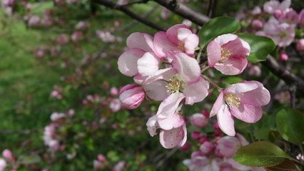 The Apple tree blooms with pink flowers
