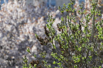 Purple and green flowers and leaves on the branch and nice boke