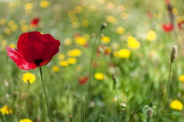 The  Colorful Meadow In The Spring, Red Poppy