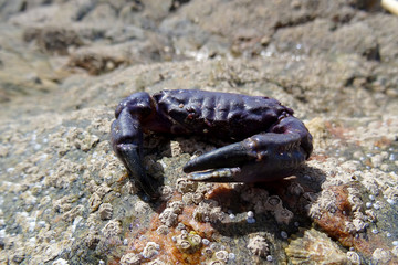 Xantho hydrophilus