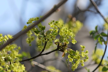 green leaves of blue sky bokeh background