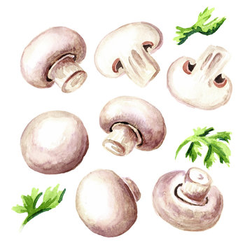 Fresh mushroom champignon with herbs set. Watercolor hand drawn illustration isolated on white  background