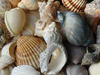 Die Schätze des Meeres als begehrtes Sammelobjekt