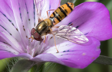 Yellow little wasp sits on white flower.