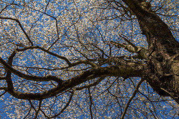 Flowering cherry tree against blue sky