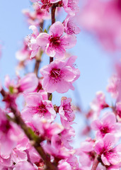 Obraz premium Branch with pink peach blossoms. Close up macro. Natural background