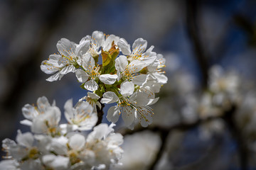 Detail shot of white cherry flowers - spring motive