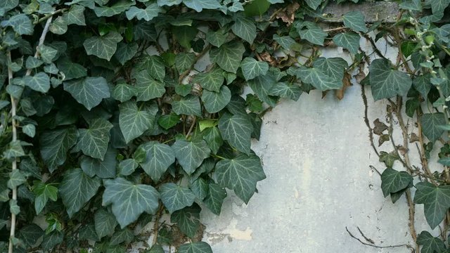 Green ivy growing on white grunge wall