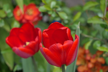 red tulip flower blooming in the garden