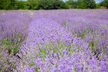 Lavender blooming scented fields in endless rows. Provence, france, crimea.