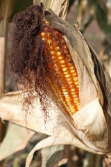 the corn