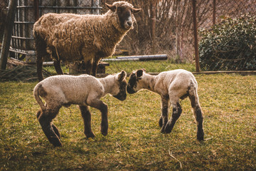 sheep and small lambs
