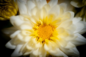 daisy flower in the grass 7