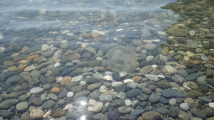 A jellyfish swims in the sea over the sea stones