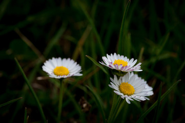 daisy flower in the grass 1