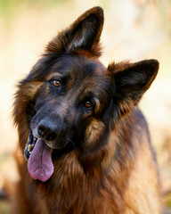 Portrait von einem deutschen Schäferhund