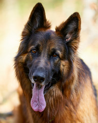Portrait von einem deutschen Schäferhund
