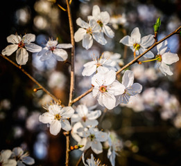 Plum tree white blossoms  in spring
