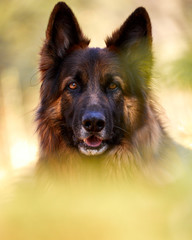 Portrait von einem deutschen Schäferhund