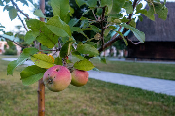 Ripe  apples on the branch before harvesting, autumn time