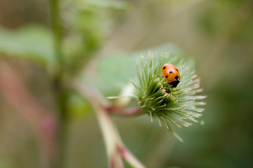 little red ladybug with black dots on a green axis on a warm summer day