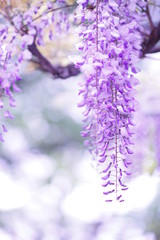 Obraz na płótnie Canvas 紫色の藤の花2