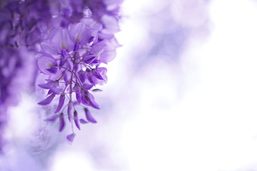 紫色の藤の花1