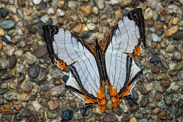 Straight Line Map Wing - Cyrestis nivea, beautiful colored butterfly from Southeast Asian meadows and woodlands, Malaysia.