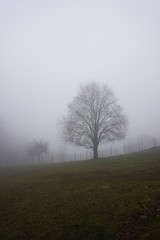 Fototapeta na wymiar Tree in fog