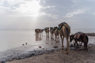 Camel Caravans, Danakil Depression, Ethiopia