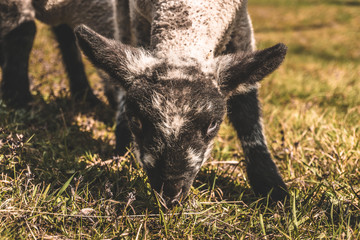 portrait of small lamb