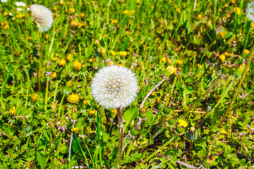 Fluffy dandelion in a green grass in a bright spring day