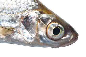 head ablet (Alburnus alburnus) on a white background