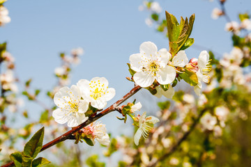 White blossom fruit flower on a tree in a spring time