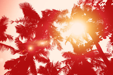 Travel background with tropical palm trees in bright sun rays and glares. Palm leaves against the...