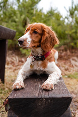 Beautiful cute happy healthy welsh springer spaniel dog in forest.