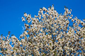 White blossom fruit flower on a tree in a spring time