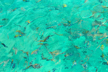Fototapeta na wymiar Rippled surface tropical sea with colorful fishes in azure water. School of fish eagerly fighting for food at open sea. Concept background of adventure, snorkeling, active vacation. View from above