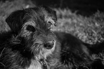 black and white dog