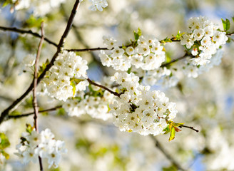 Blossom in an English churchyard