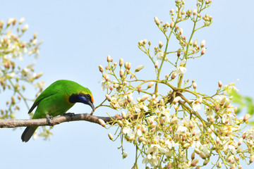 blue tit on a branch