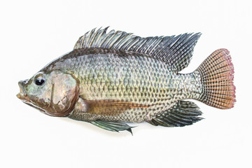 Tilapia fish isolated on white background.