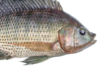 Tilapia fish isolated on white background.