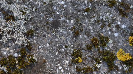 Betonoberfläche mit Moos und Flechten, Hintergrund