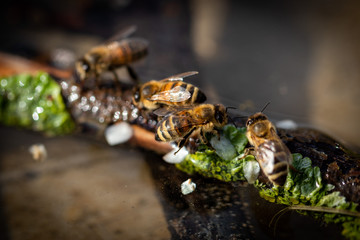 Honigbienen beim Wasser holen