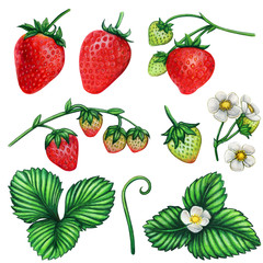 Watercolor strawberry botanical illustration set