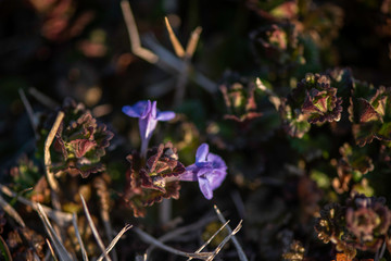 Glechoma hederacea. Nepeta glechoma Benth., Nepeta hederacea  is an aromatic, perennial, evergreen...
