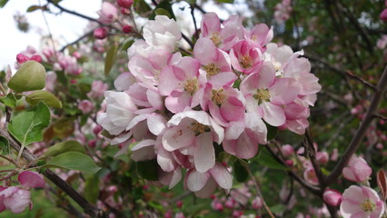 White-pink flowers of an Apple tree on a branch